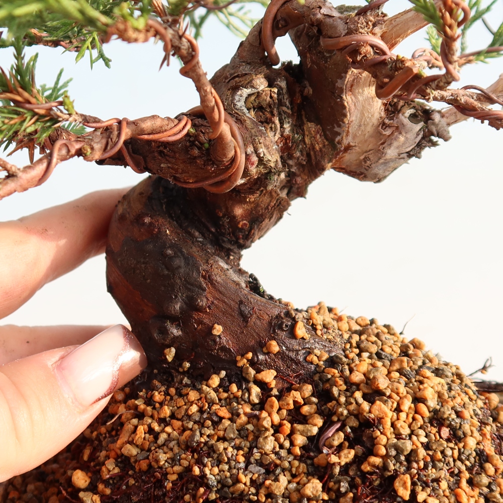 Venkovní bonsai - Juniperus chinensis Itoigawa -Jalovec čínský