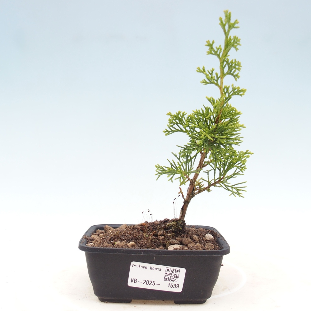 Venkovní bonsai - Juniperus chinensis Itoigawa -Jalovec čínský