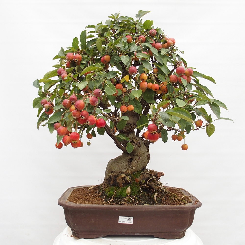 Venkovní bonsai -Malus halliana - Maloplodá jabloň
