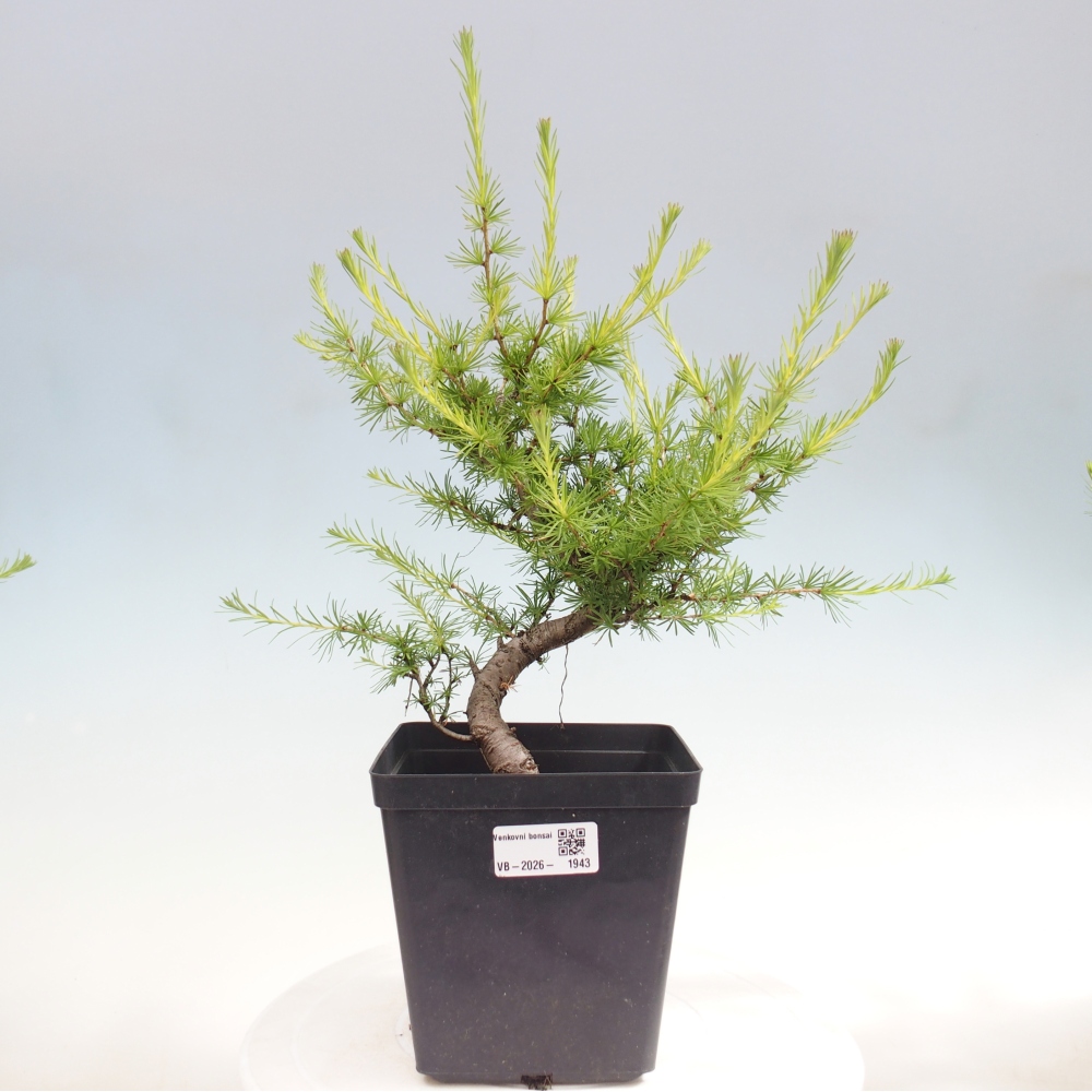 Venkovní bonsai -Larix decidua - Modřín opadavý 