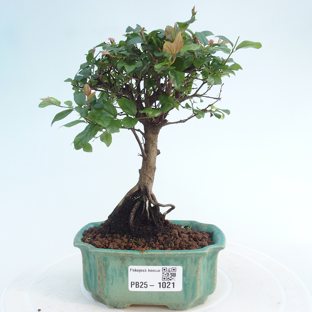 Pokojová bonsai - Sagerécie thea - Sagerécie thea