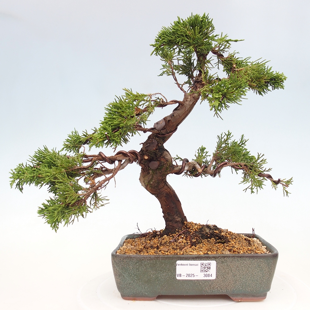 Venkovní bonsai - Juniperus chinensis Itoigawa -Jalovec čínský