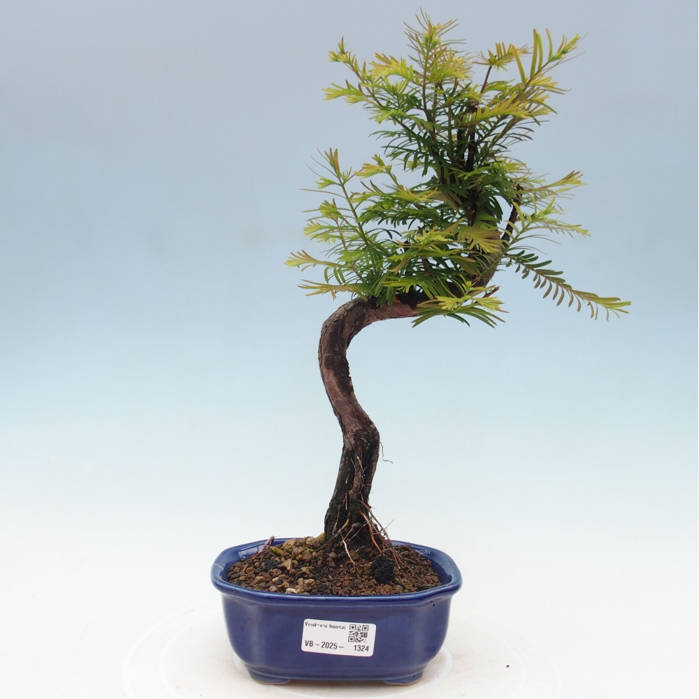 Venkovní bonsai - Metasequoia glyptostroboides - Metasekvoje čínská