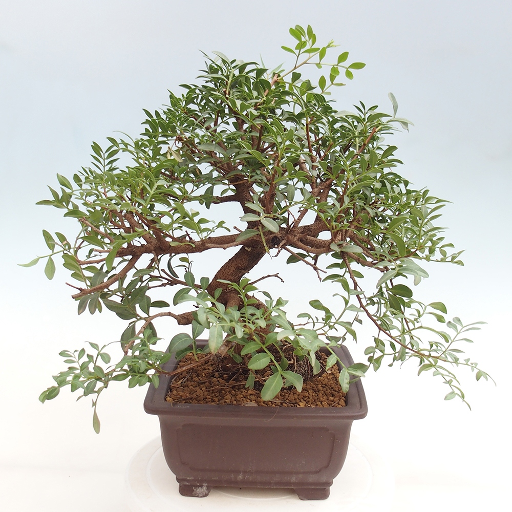 Pokojová bonsai -  Pistácie