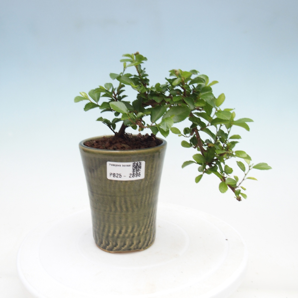 Pokojová bonsai - Grewia occidentalis - Hvězdice levandulová