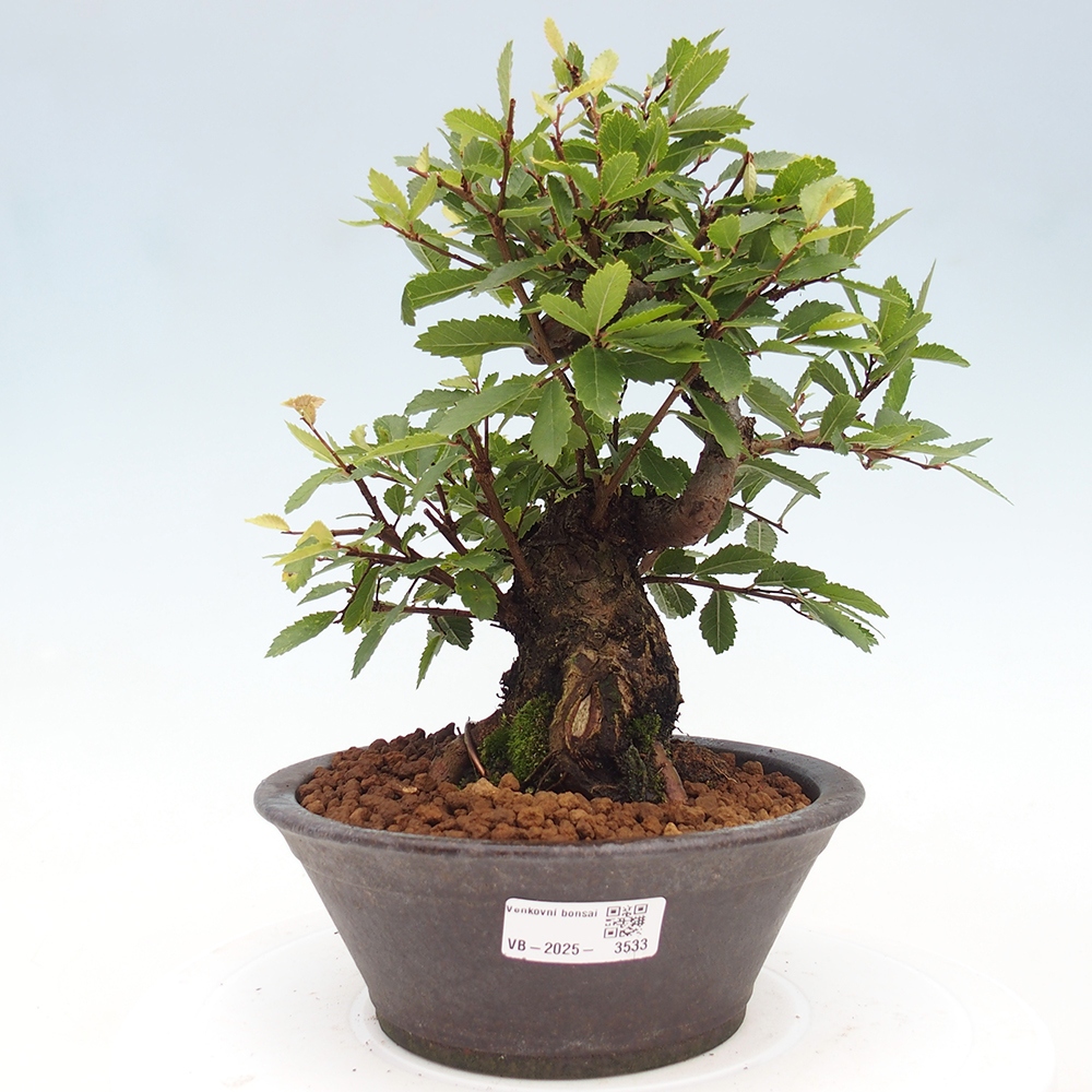 Venkovní bonsai - Zelkova - Zelkova serrata
