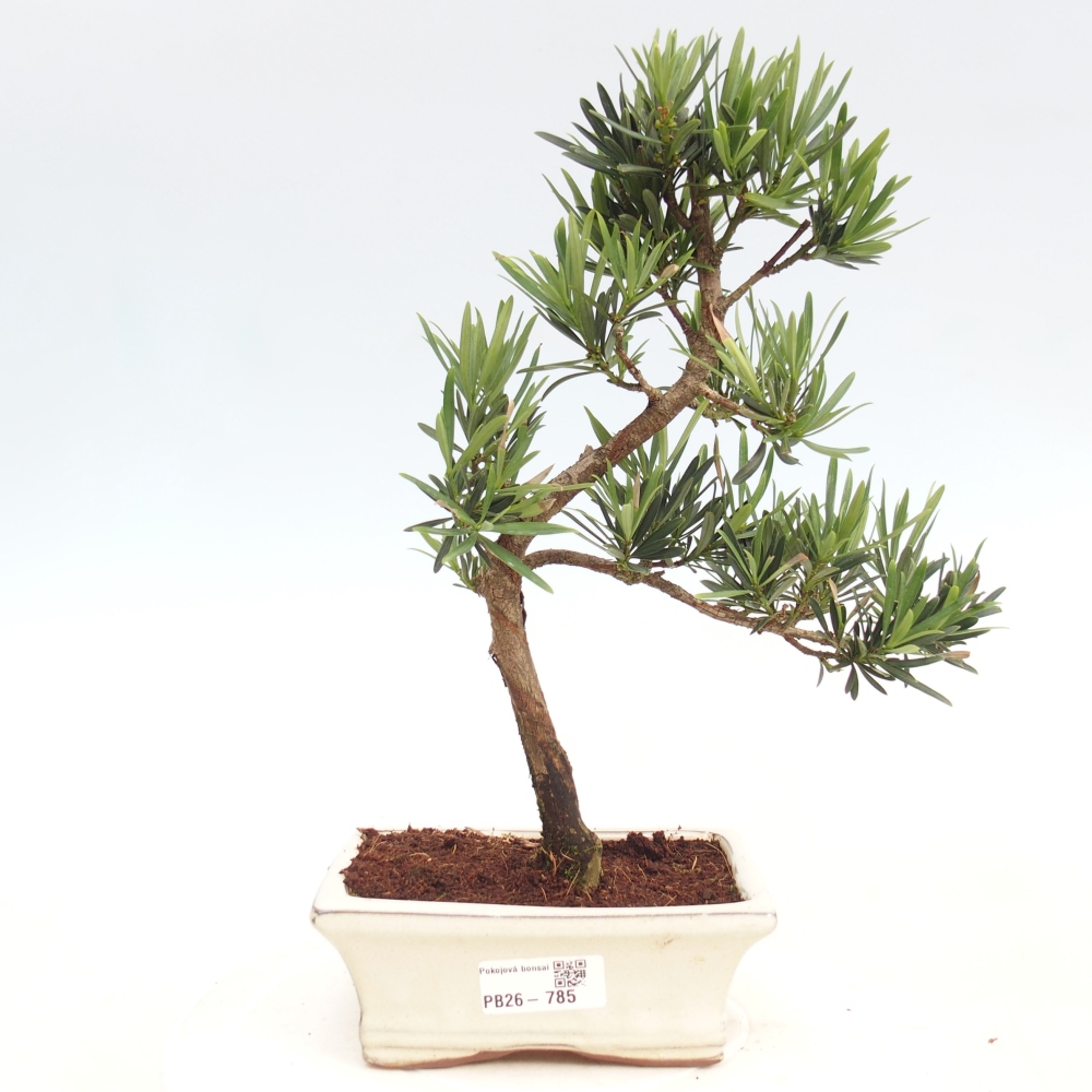 Pokojová bonsai - Podocarpus - Kamenný tis