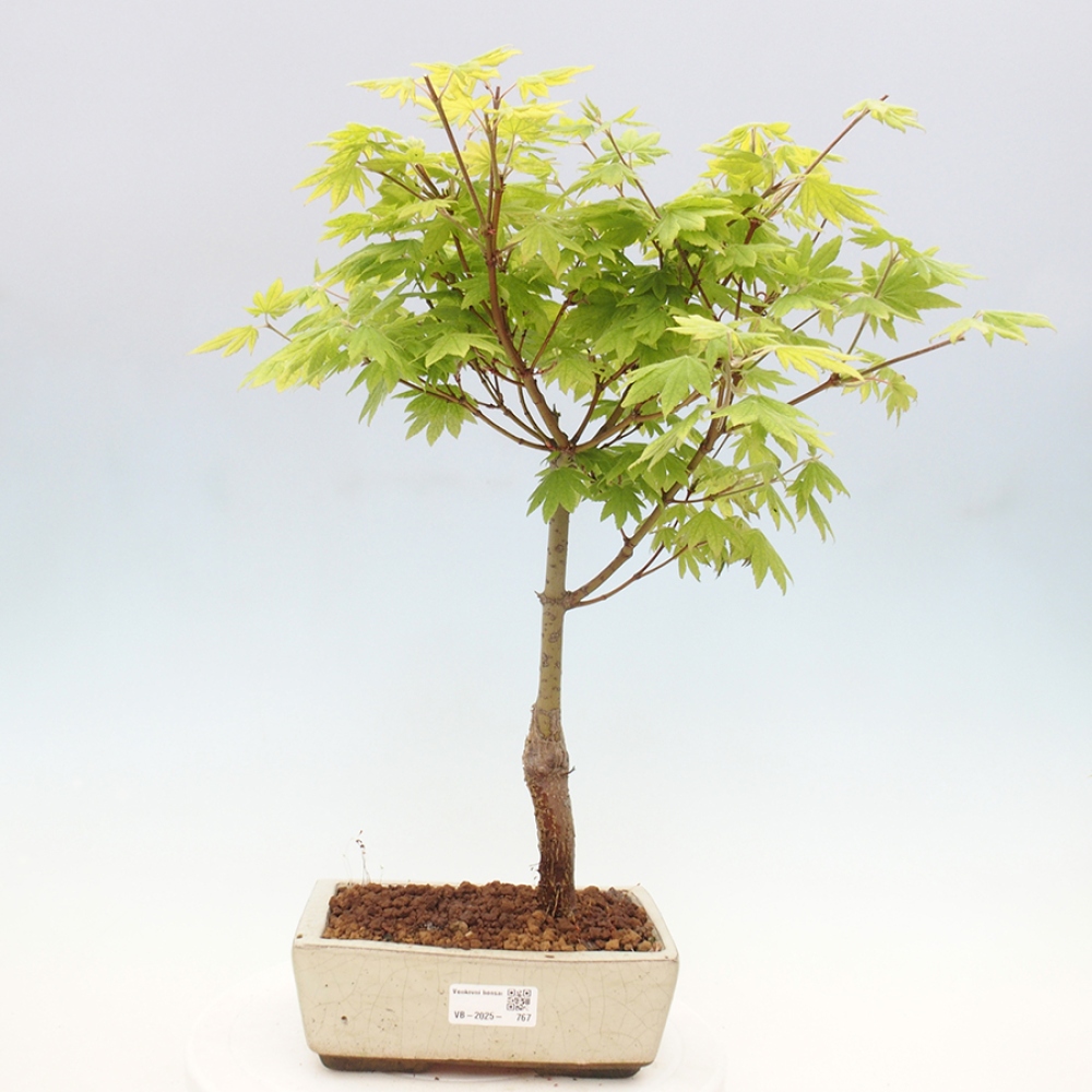 Venkovní bonsai - Javor palmatum katsura GISAN - Javor dlanitolistý