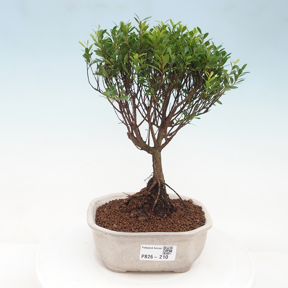 Pokojová bonsai - Syzygium - Pimentovník