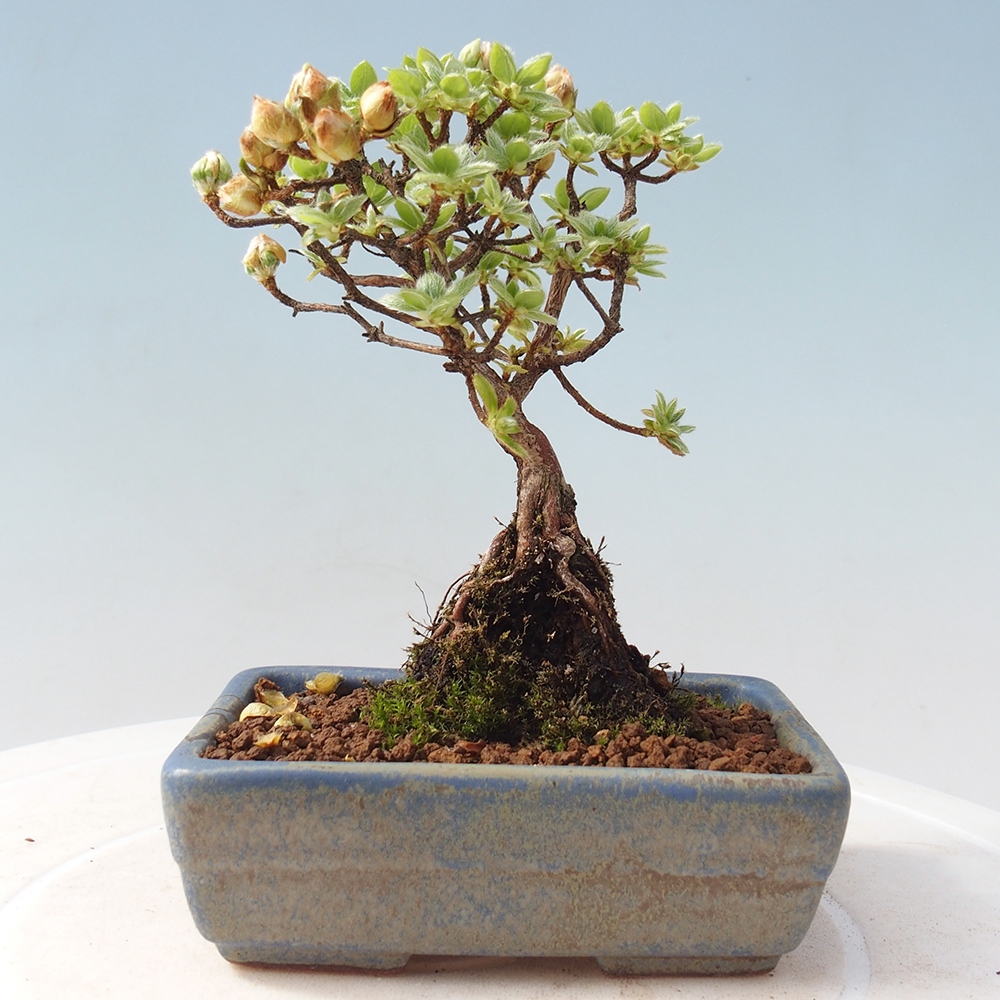Venkovní bonsai - Rhododendron indicum - Japonská azalka