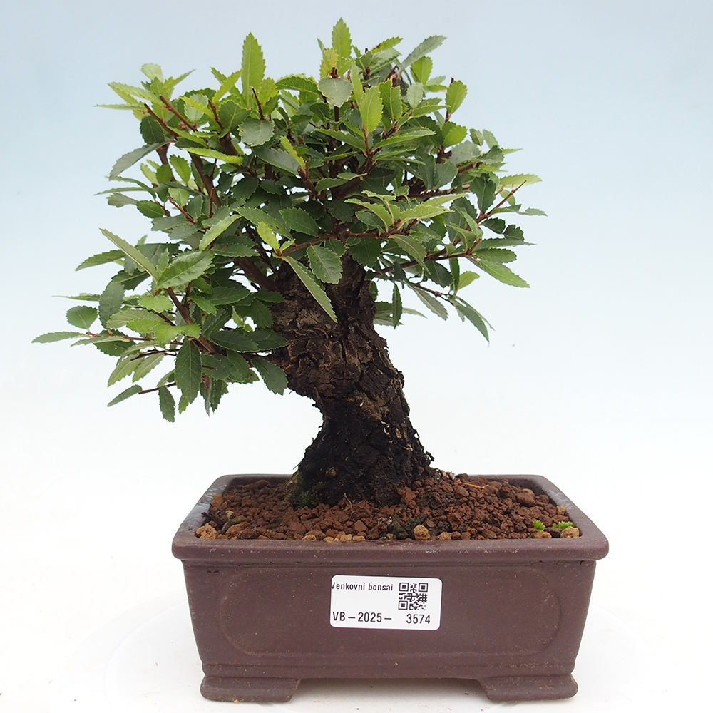 Venkovní bonsai - Zelkova - Zelkova NIRE