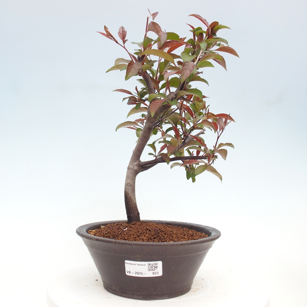 Venkovní bonsai -Malus domestica - Maloplodá jabloň červenolistá