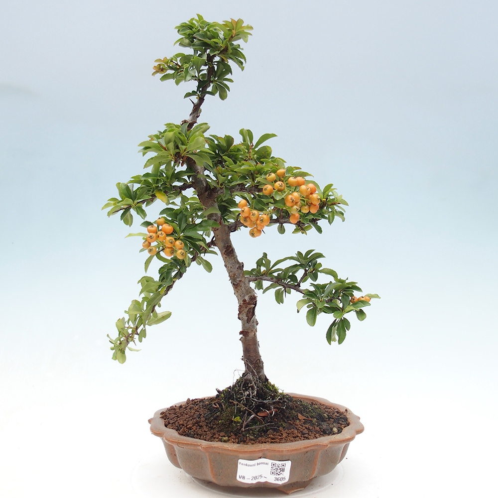 Venkovní bonsai-Pyracanta Teton -Hlohyně