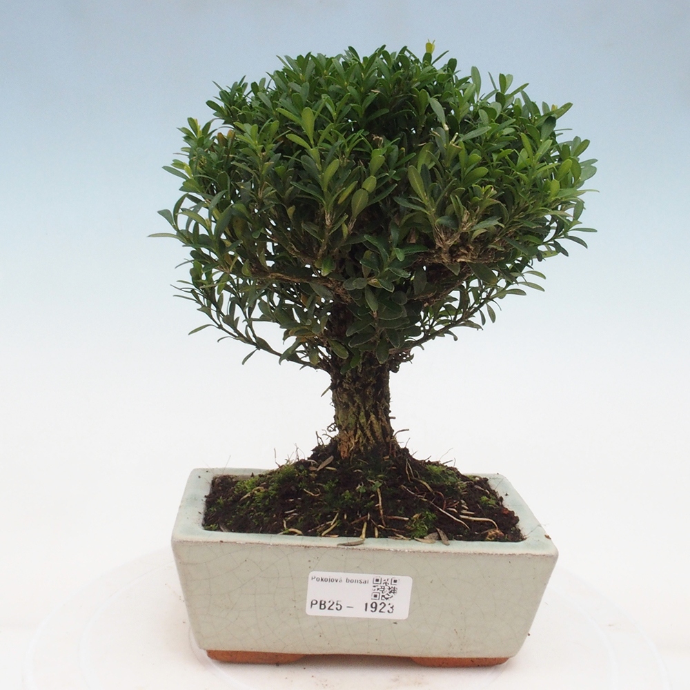 Pokojová bonsai - Buxus harlandii - korkový buxus