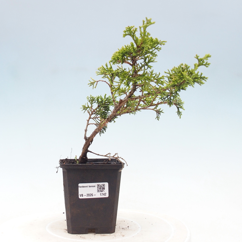 Venkovní bonsai - Juniperus chinensis Itoigawa -Jalovec čínský