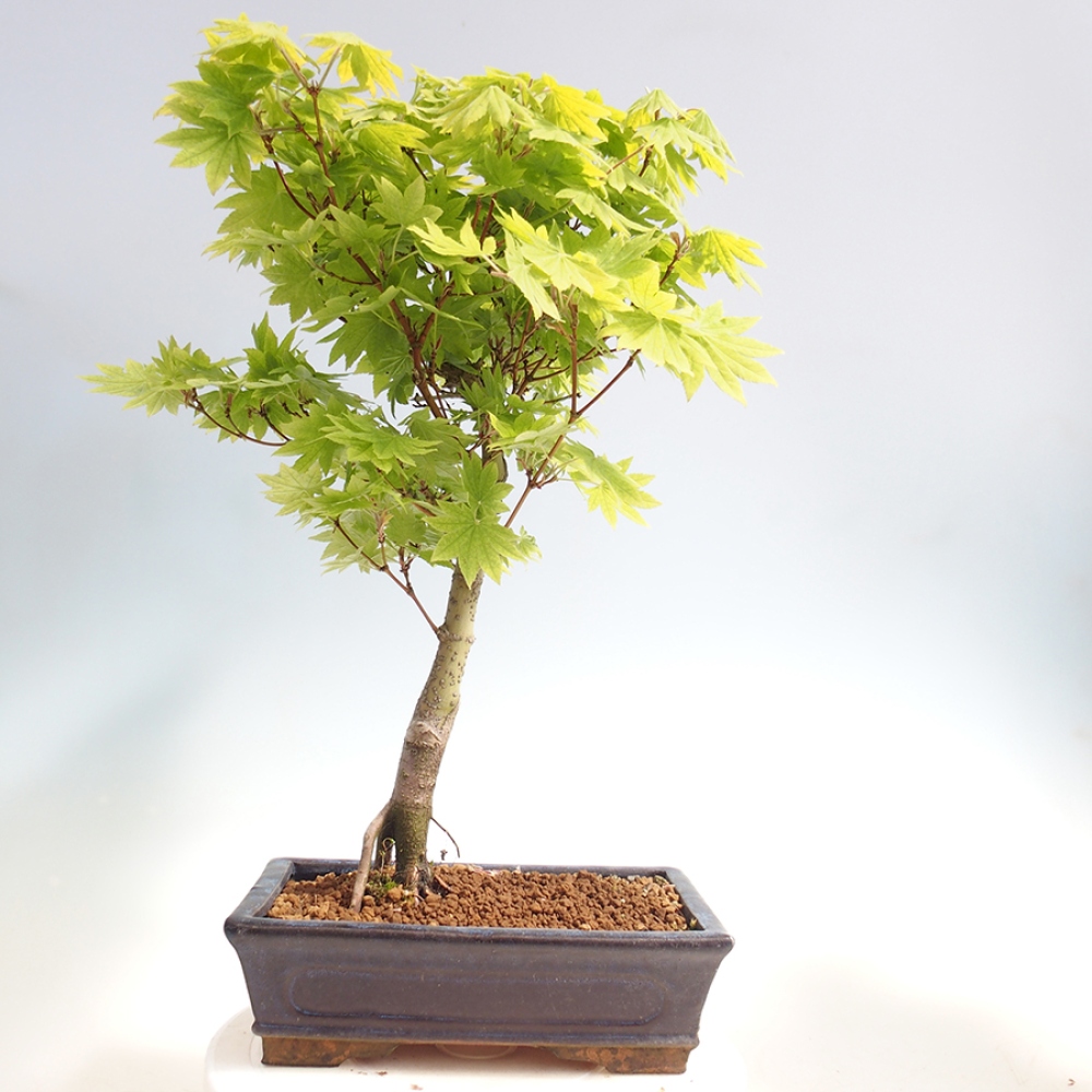 Venkovní bonsai - Javor palmatum katsura GISAN - Javor dlanitolistý