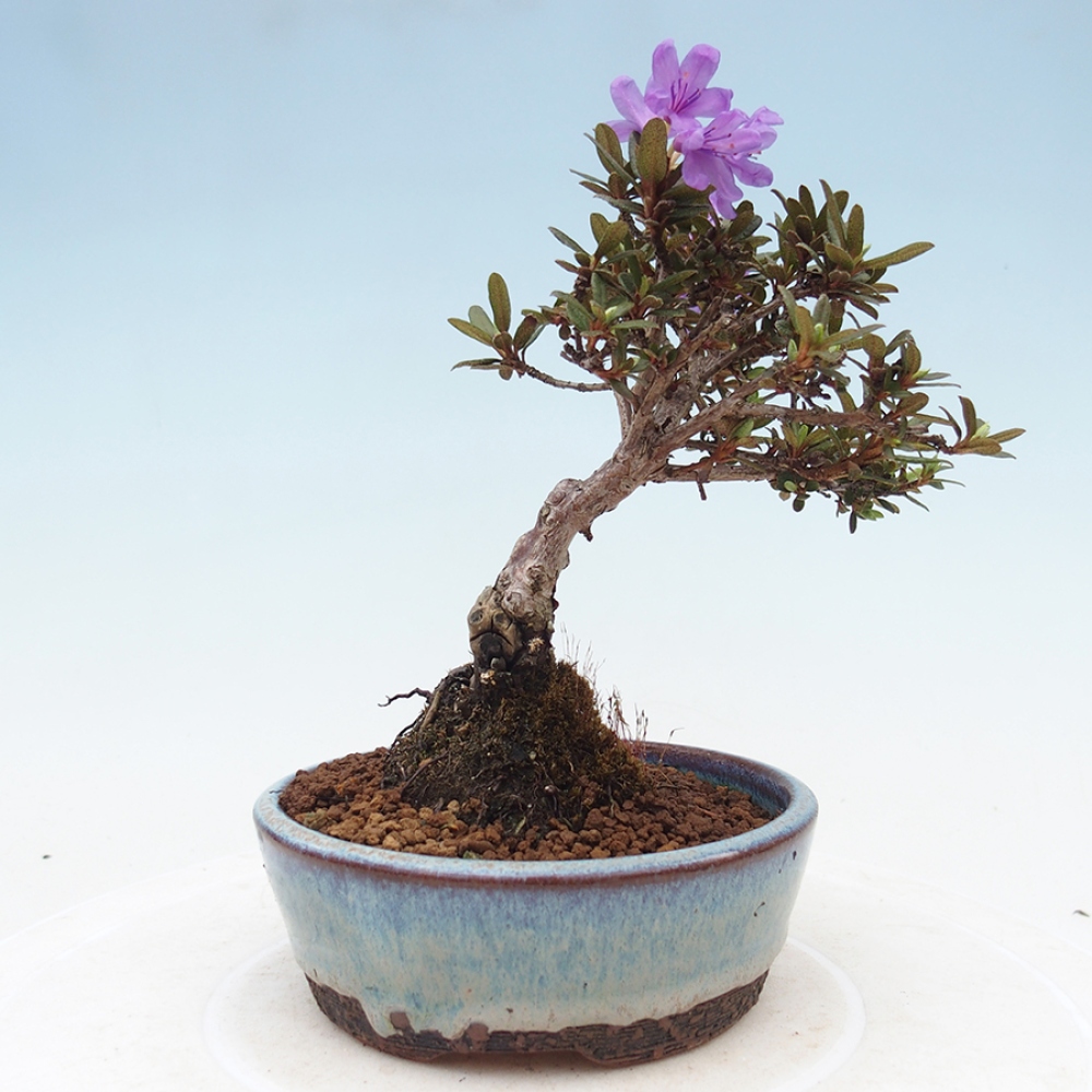 Venkovní bonsai - Rhododendron - pěnišník