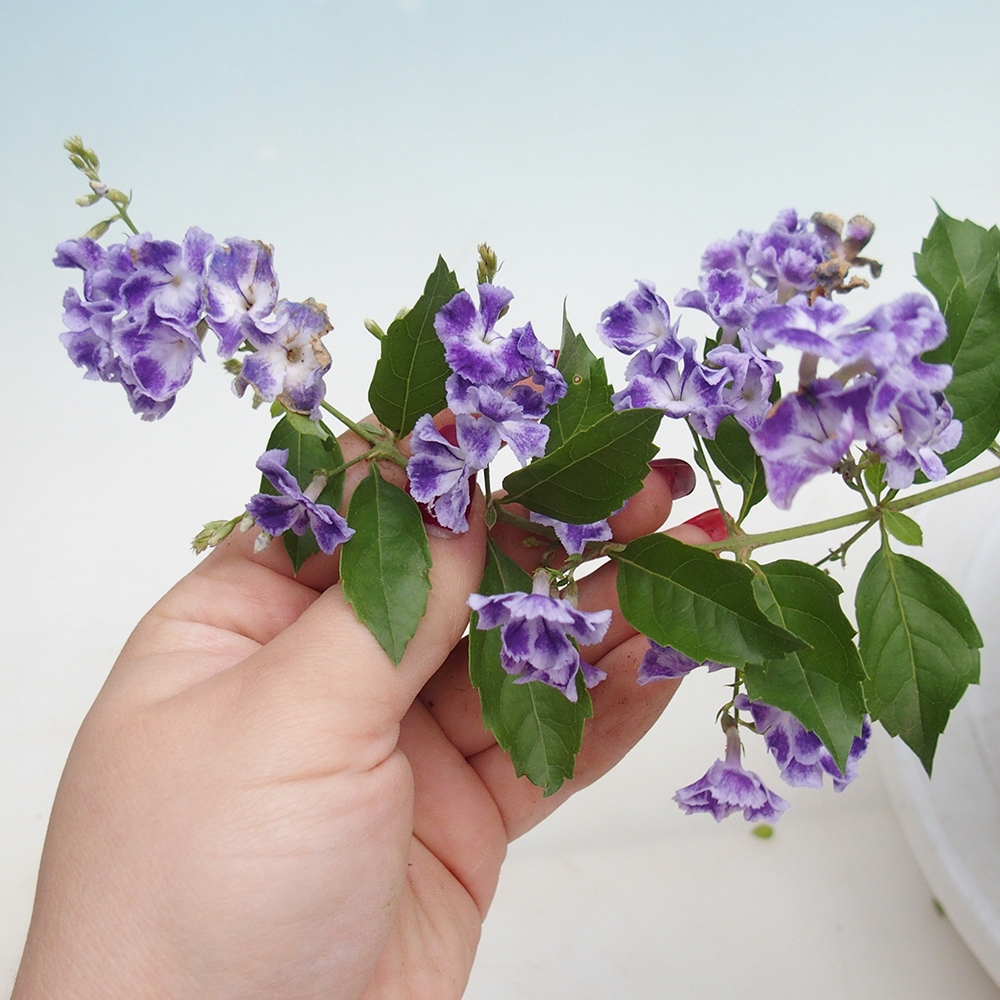 Pokojová bonsai - Duranta erecta Aurea