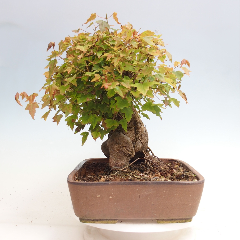 Venkovní bonsai - Acer Buergerianum - Javor Burgerův