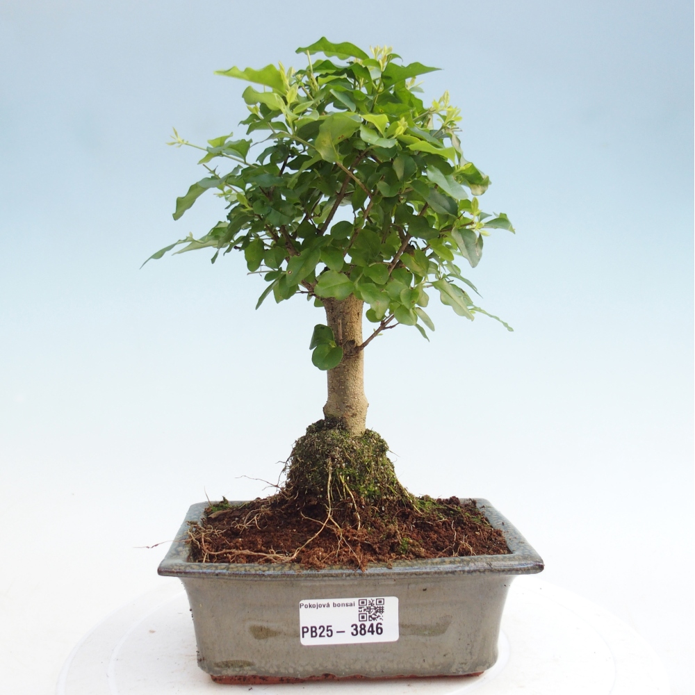 Pokojová bonsai -Ligustrum chinensis - Ptačí zob
