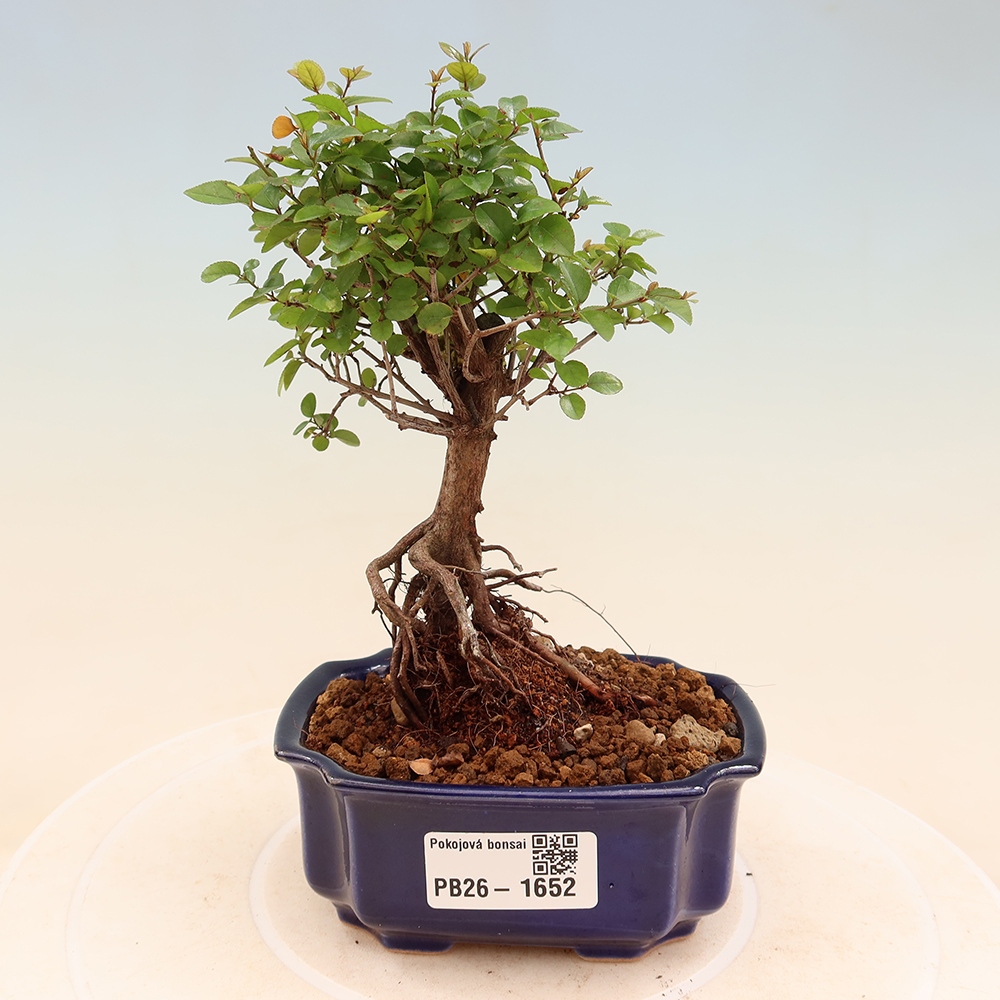Pokojová bonsai - Sagerécie thea - Sagerécie thea