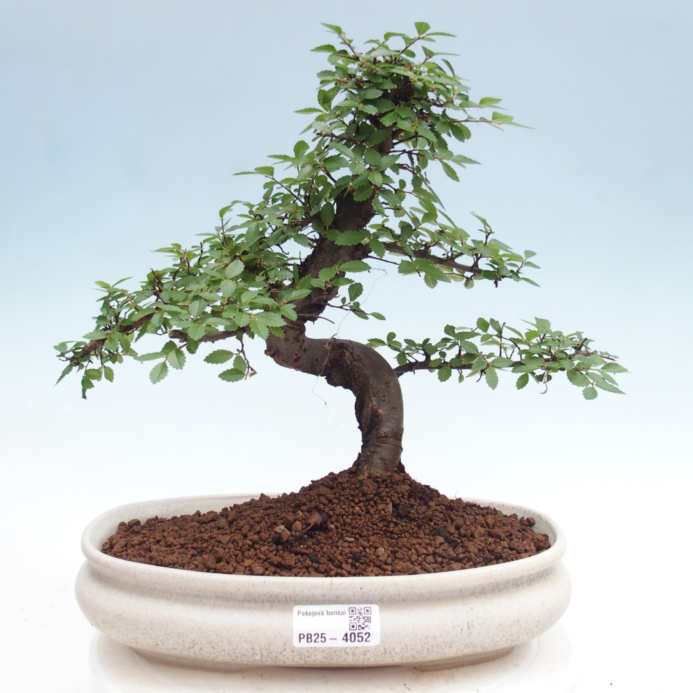 Pokojová bonsai - Ulmus parvifolia - Malolistý jilm