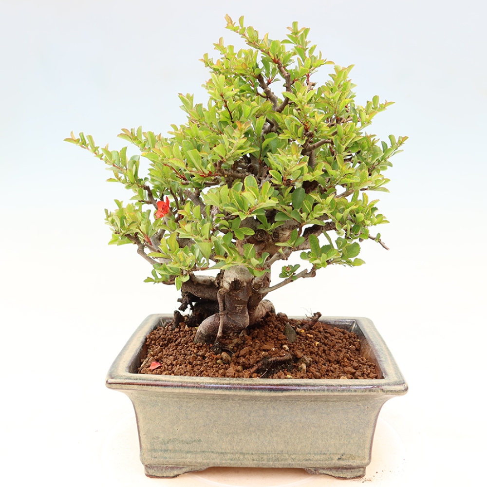 Venkovní  bonsai -  Chaneomeles speciosa Chojubai - Kdoulovec ozdobný