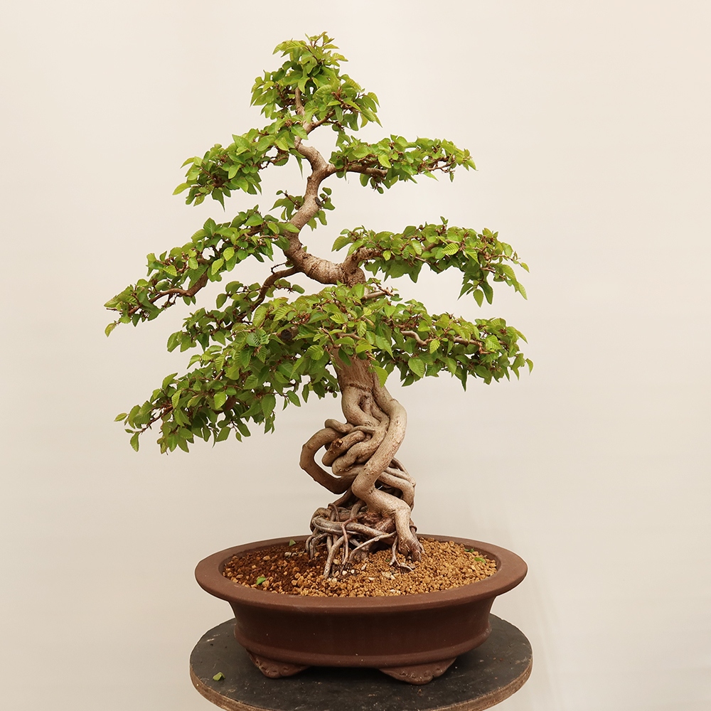 Venkovní bonsai -Carpinus Coreana - Habr korejský