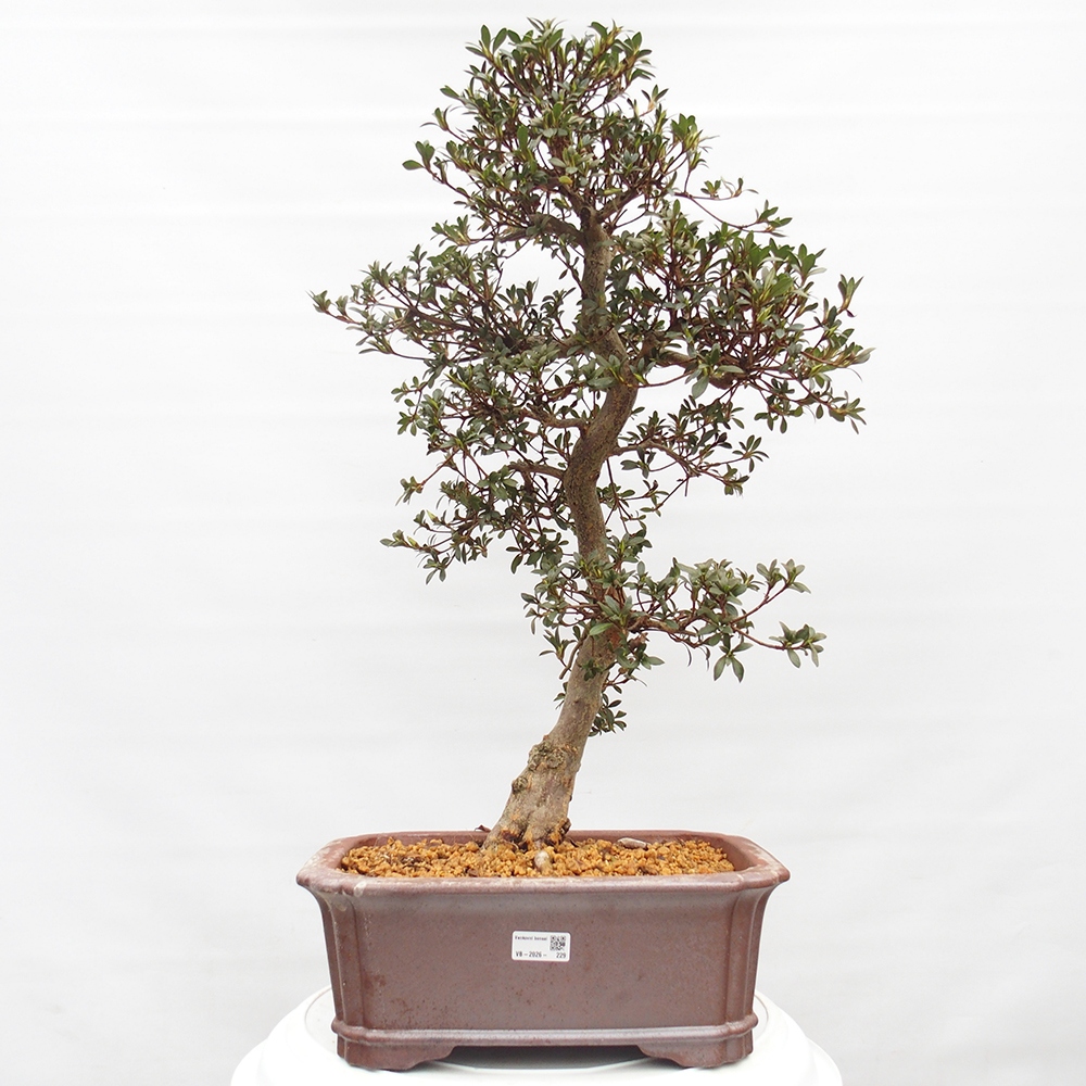 Venkovní bonsai - Japonská azalka - Azalea satsuki
