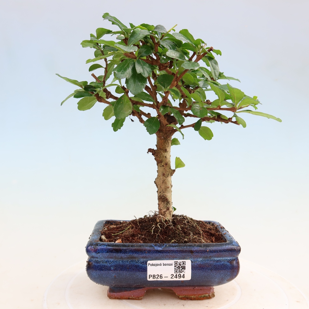 Pokojová bonsai - Carmona macrophylla - Čaj fuki