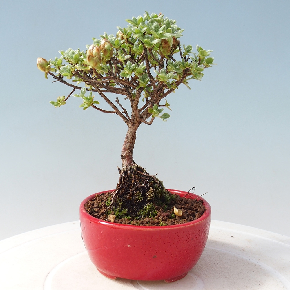 Venkovní bonsai - Rhododendron indicum - Japonská azalka