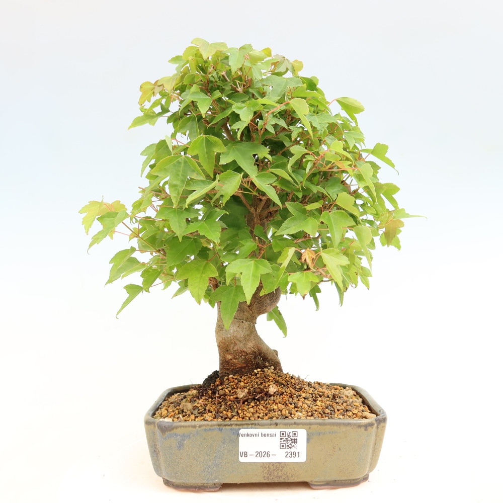 Venkovní bonsai - Javor Burgerův - Acer Burgerianum 
