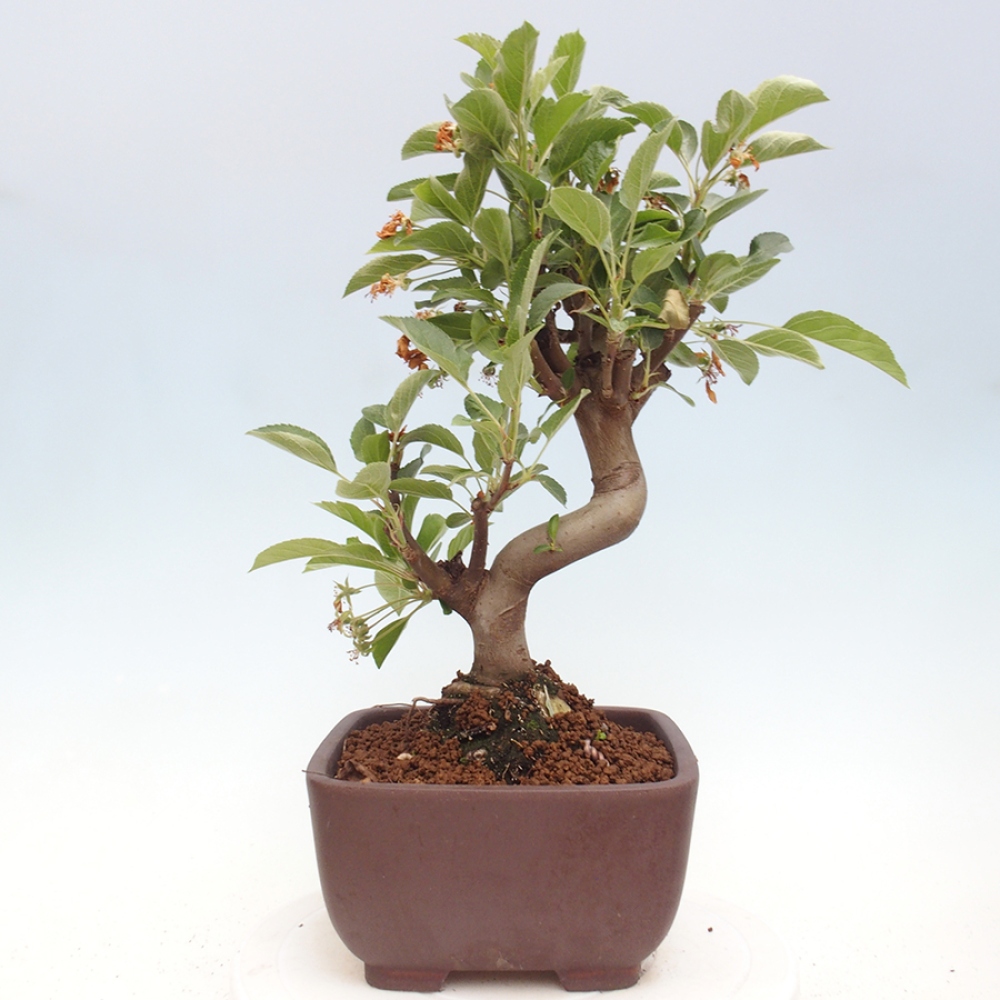 Venkovní bonsai -Malus halliana - Maloplodá jabloň