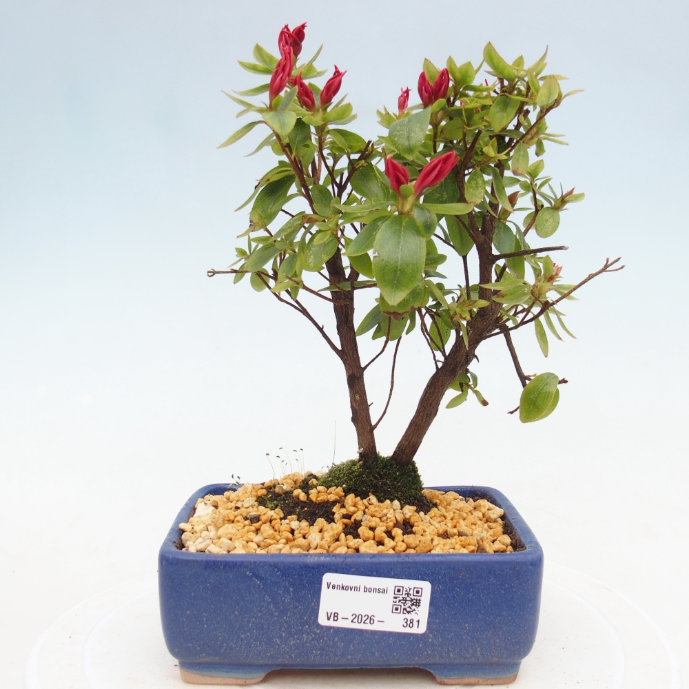 Venkovní bonsai - Japonská azalka - Azalea sp.