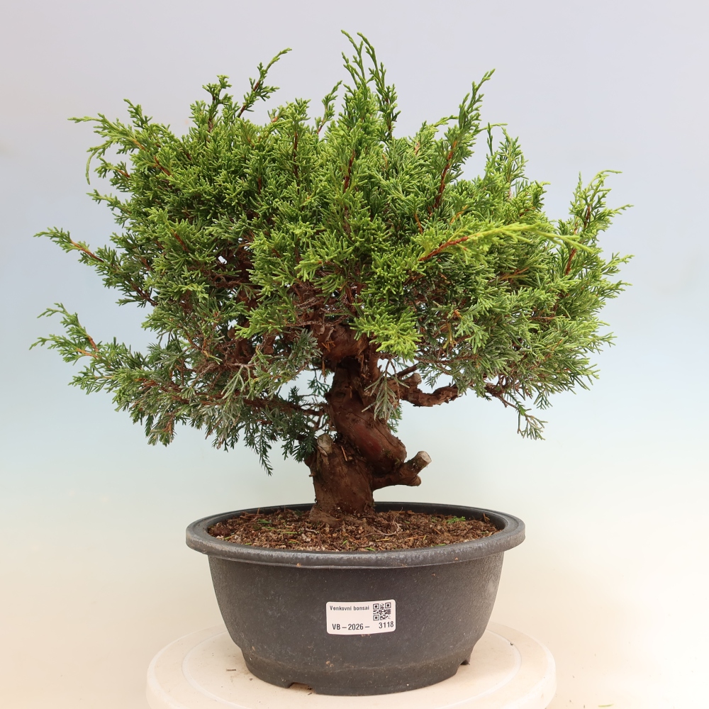 Venkovní bonsai - Juniperus chinensis Itoigawa-Jalovec čínský