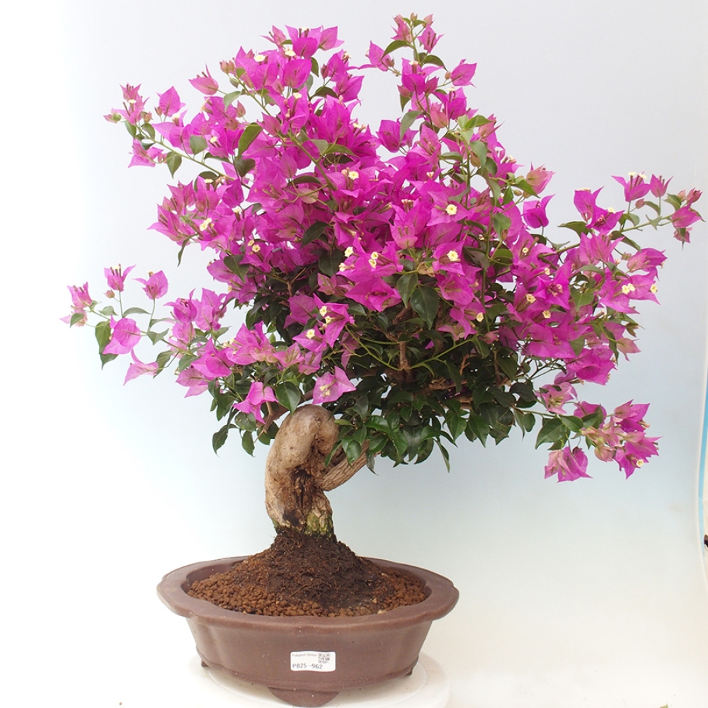 Pokojová bonsai - Bouganwilea