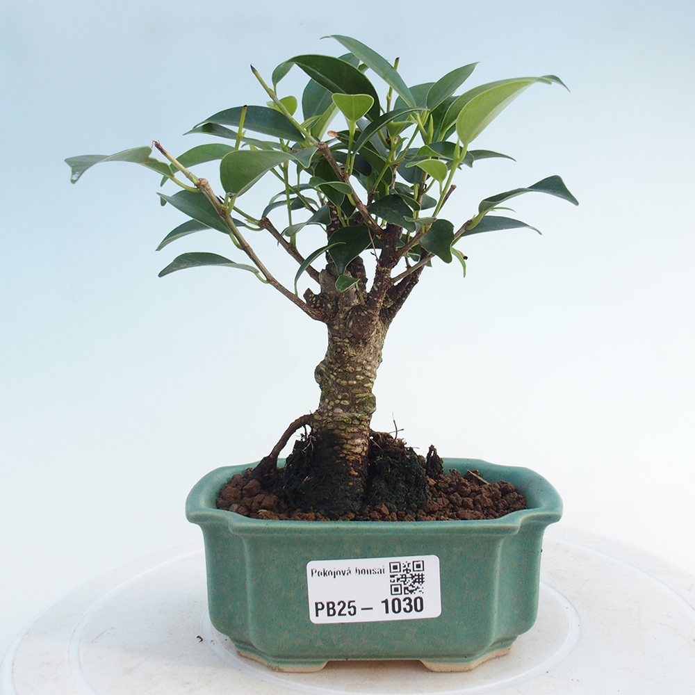 Pokojová bonsai Ficus retusa kimmen