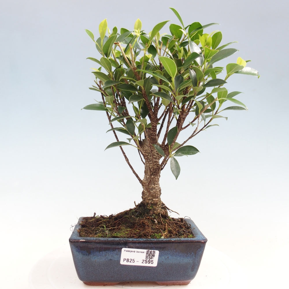 Pokojová bonsai - Ficus retusa -  malolistý fíkus