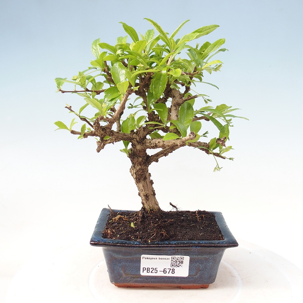 Pokojová bonsai - Carmona macrophylla - Čaj fuki