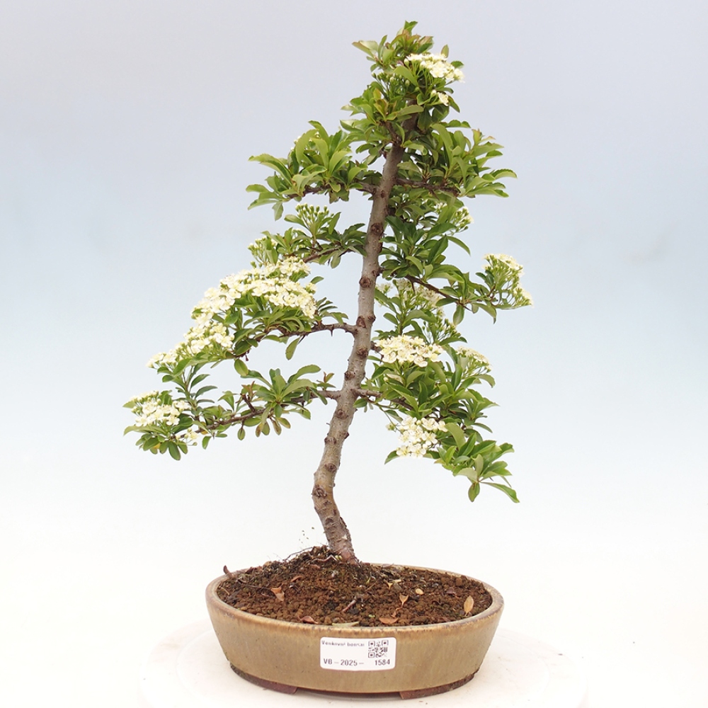 Venkovní bonsai-Pyracanta Teton -Hlohyně
