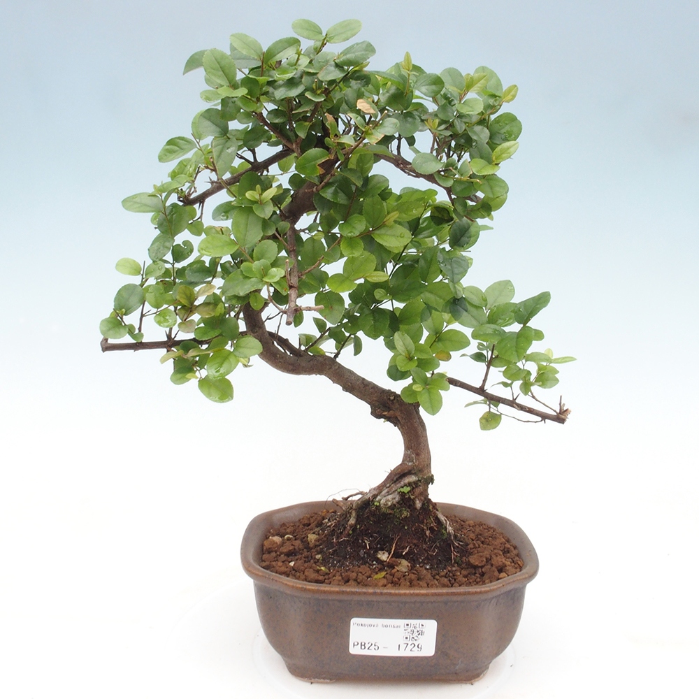Pokojová bonsai - Sagerécie thea - Sagerécie thea