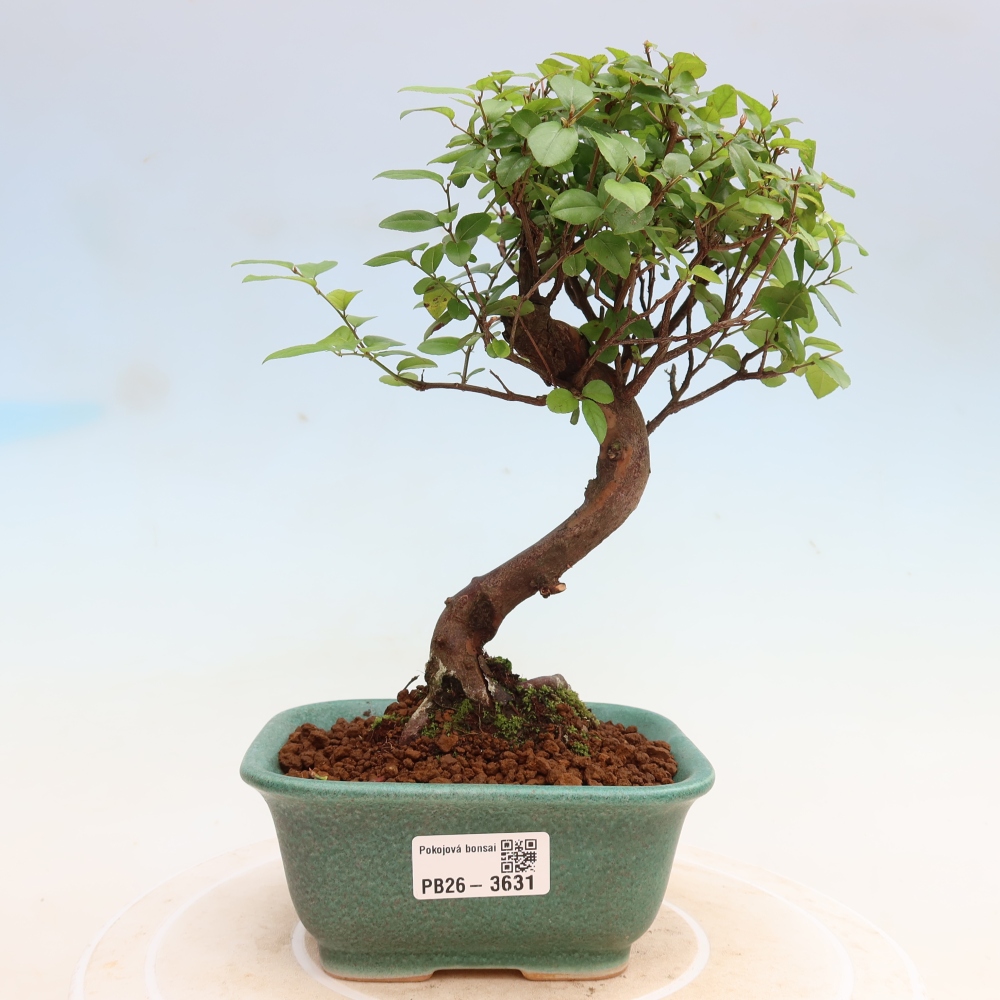 Pokojová bonsai - Sagerécie thea - Sagerécie thea