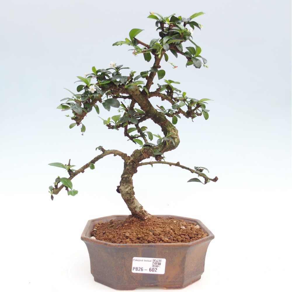 Pokojová bonsai - Carmona macrophylla - Čaj fuki