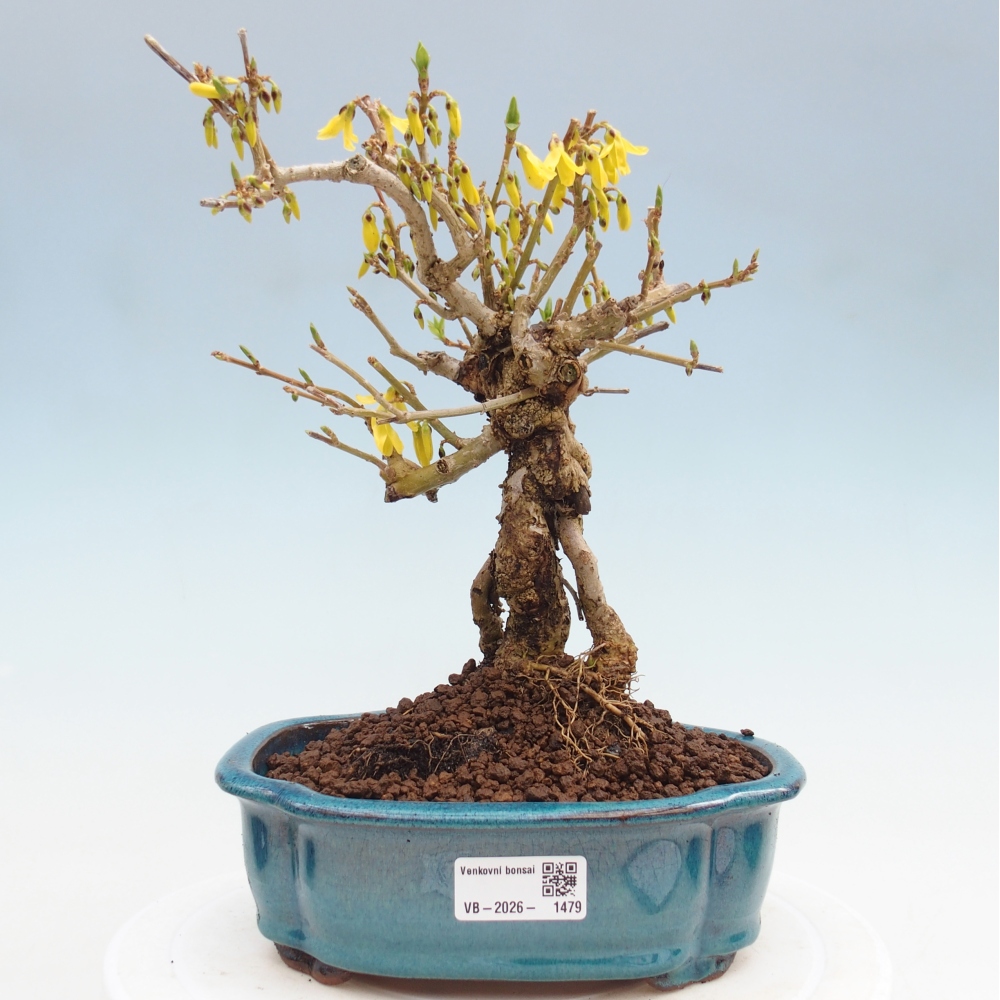 Venkovní bonsai - Zlatice - Forsythia koreana