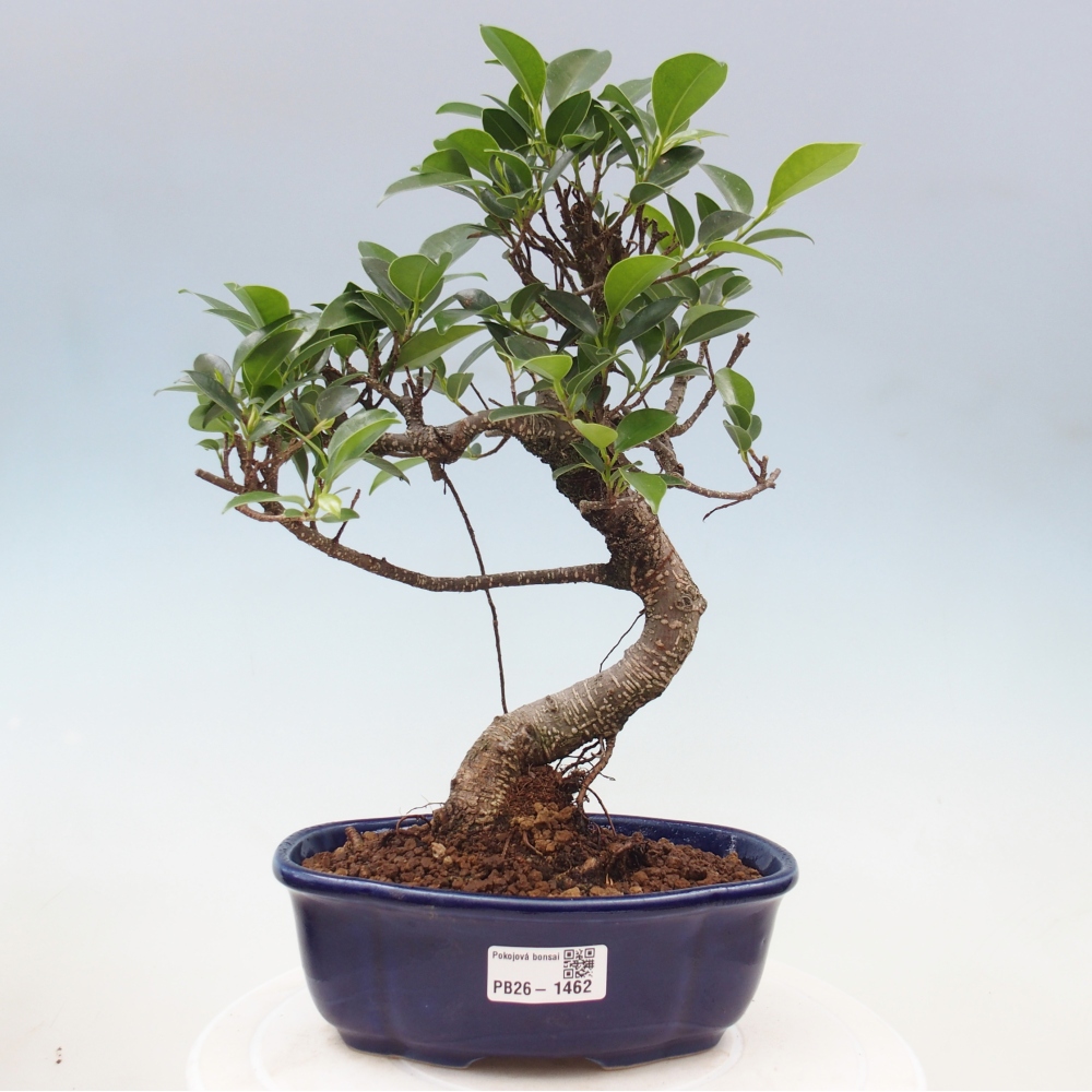 Pokojová bonsai - Ficus retusa -  malolistý fíkus