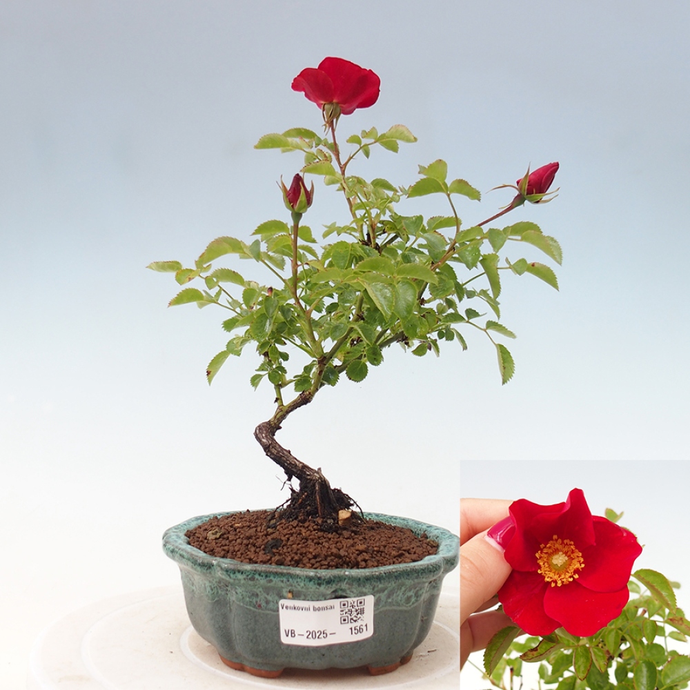 Venkovní bonsai - Rosa Kordes -  růže