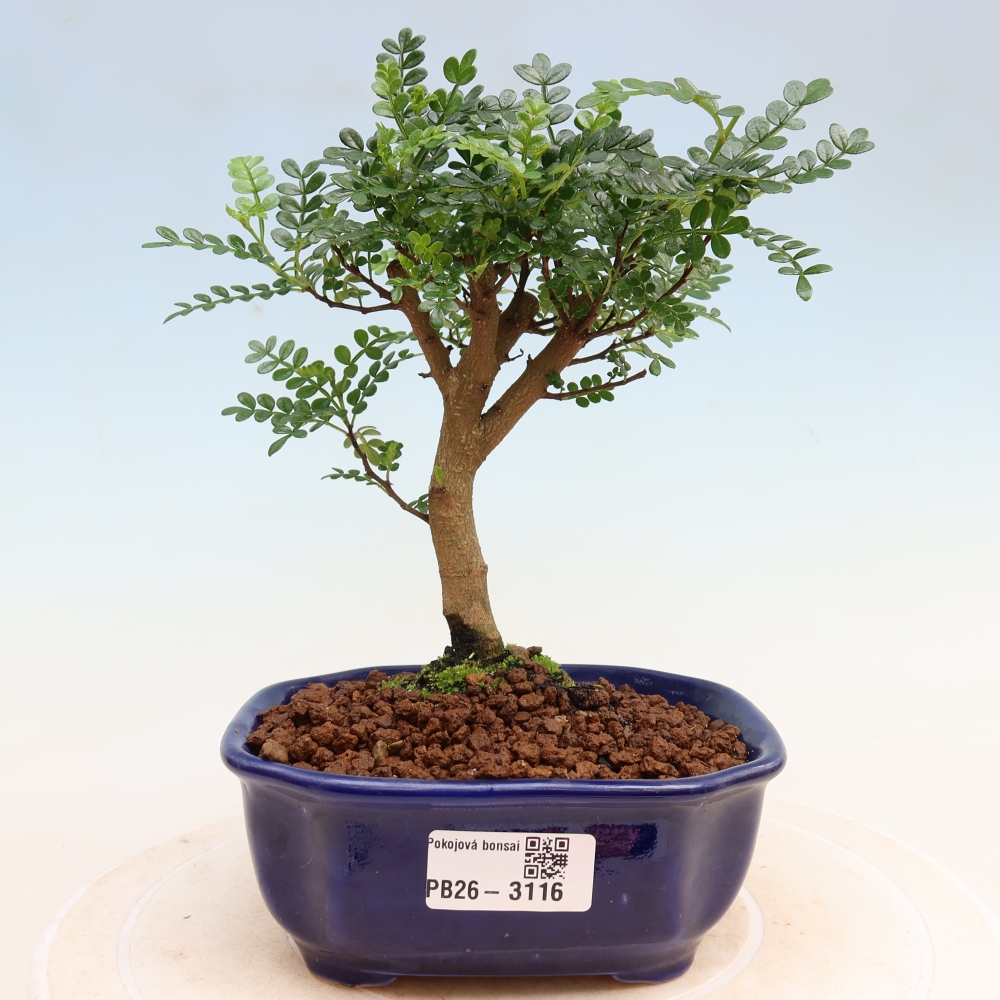 Pokojová bonsai - Zantoxylum piperitum - Pepřovník