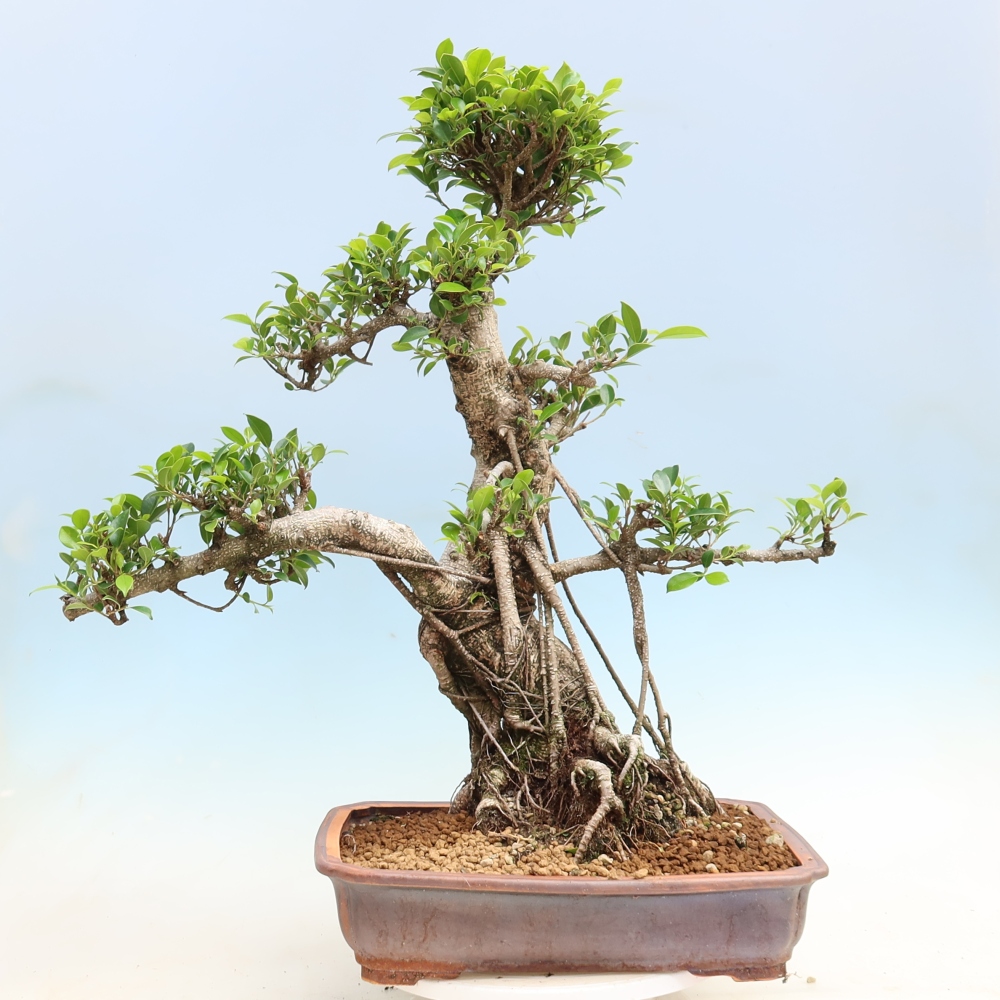 Pokojová bonsai - Ficus kimmen -  malolistý fíkus