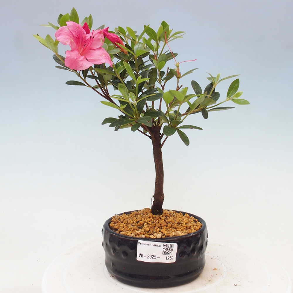 Venkovní bonsai - Japonská azalka - Azalea sp.