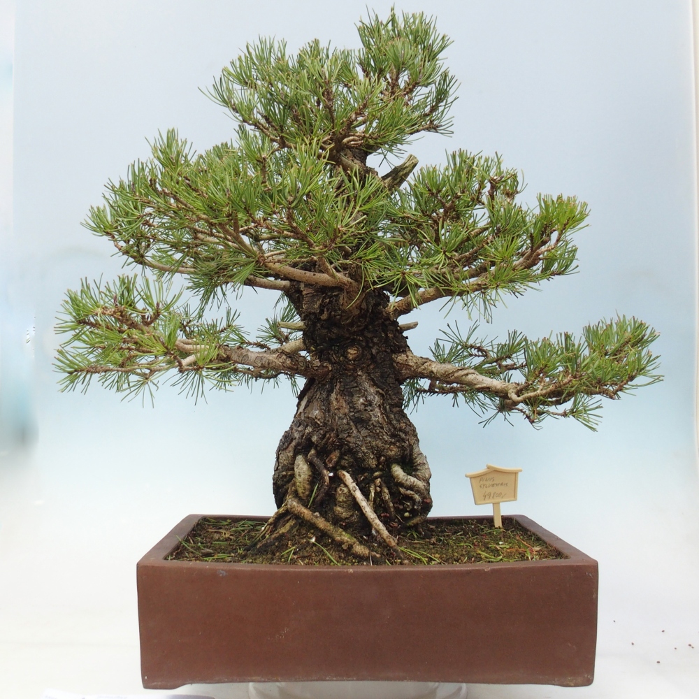 Venkovní bonsai - Pinus sylvestris - Borovice lesní